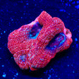 Cherry Bowerbankii Coral