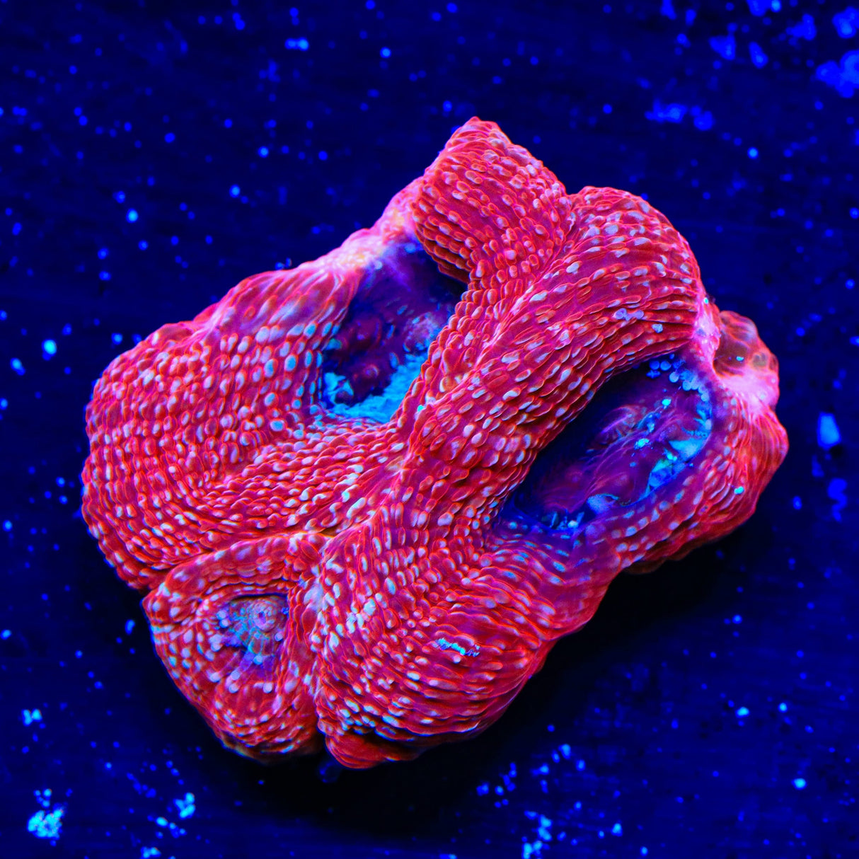 Cherry Bowerbankii Coral