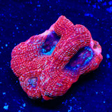 Cherry Bowerbankii Coral