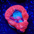 Cherry Bowerbankii Coral