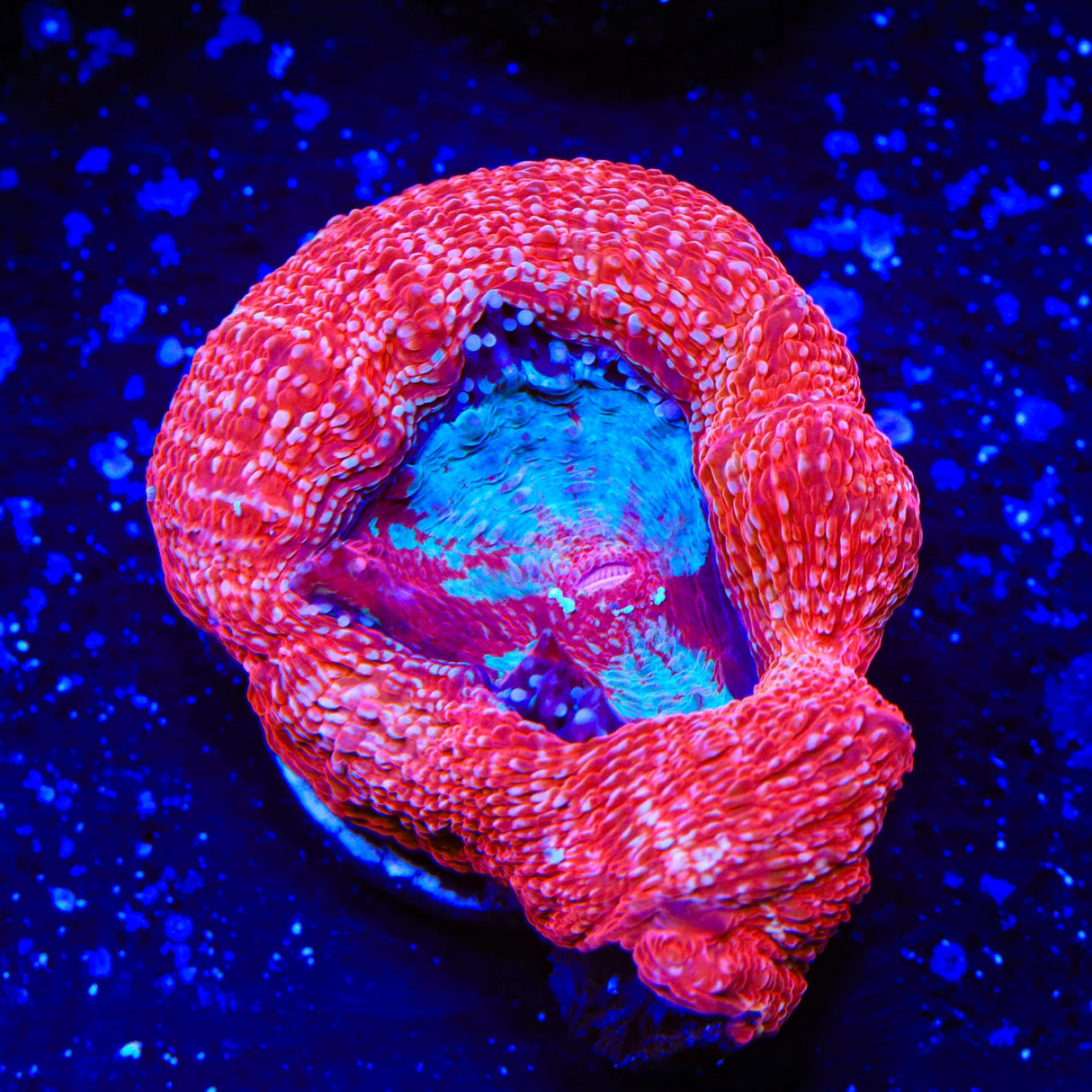 Cherry Bowerbankii Coral