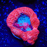 Cherry Bowerbankii Coral