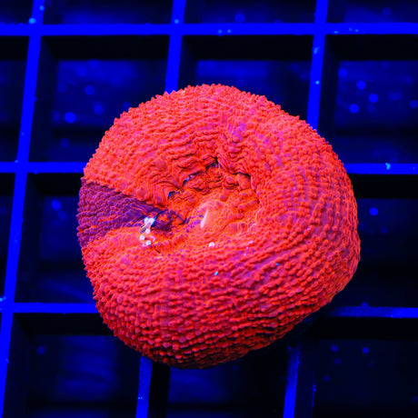Cherry Grafted Bowerbankii Coral