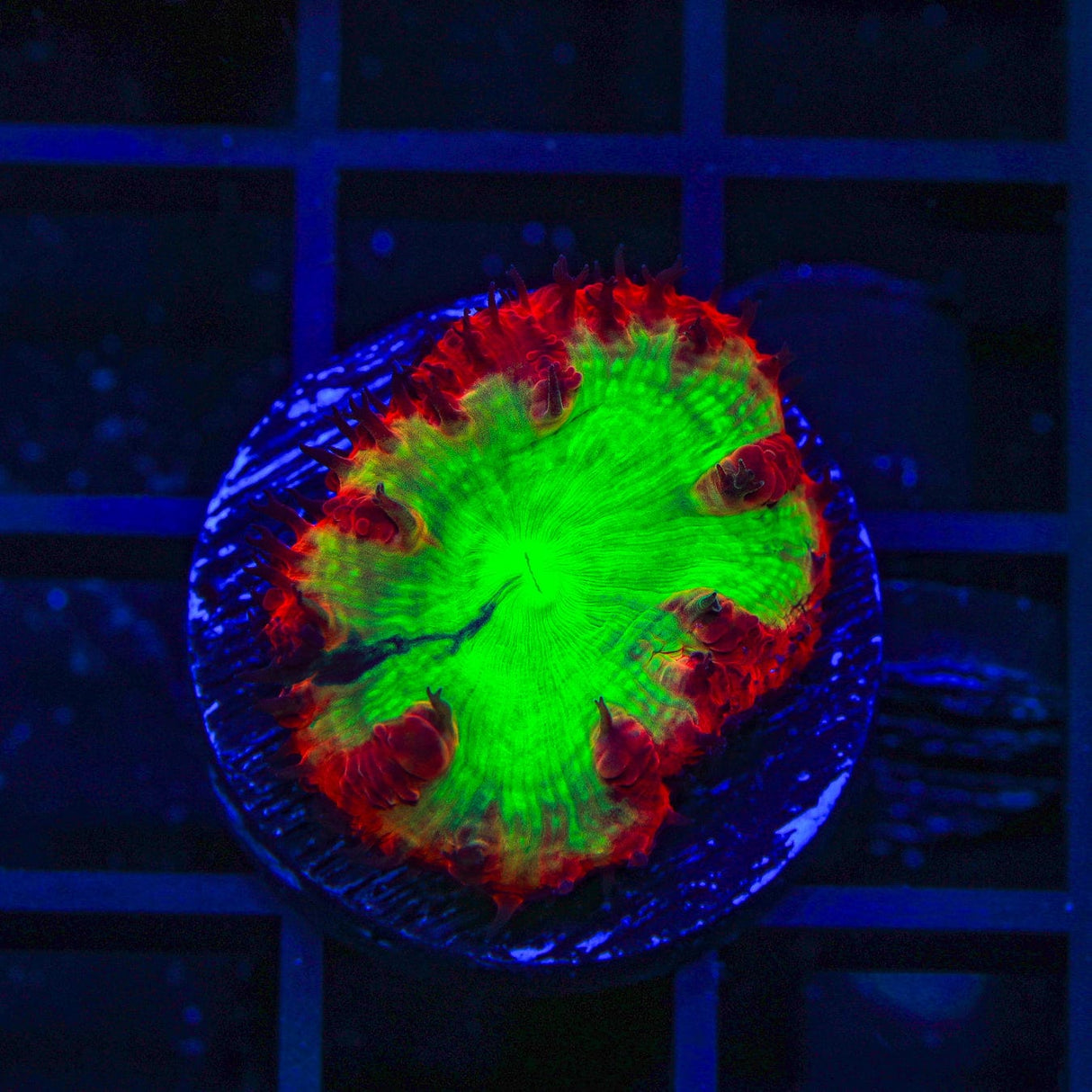 Cherry Melon Blastomussa Coral