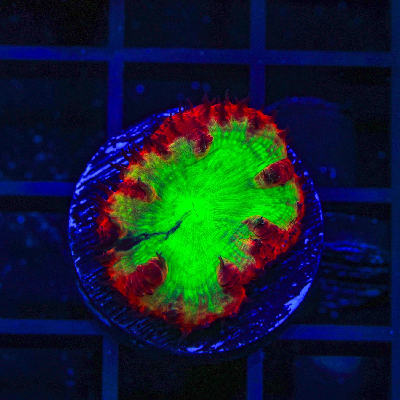 Cherry Melon Blastomussa Coral