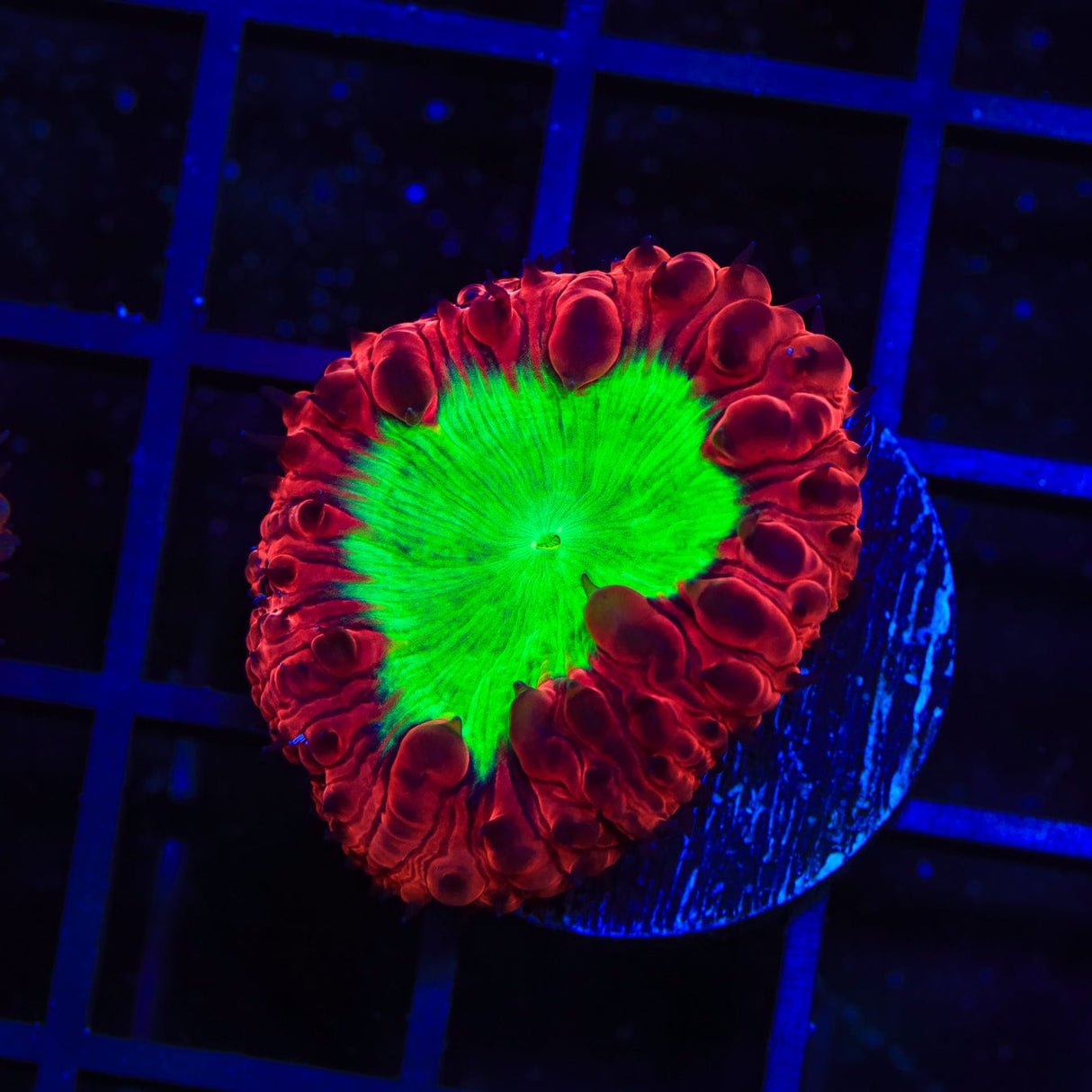 Cherry Melon Blastomussa Coral