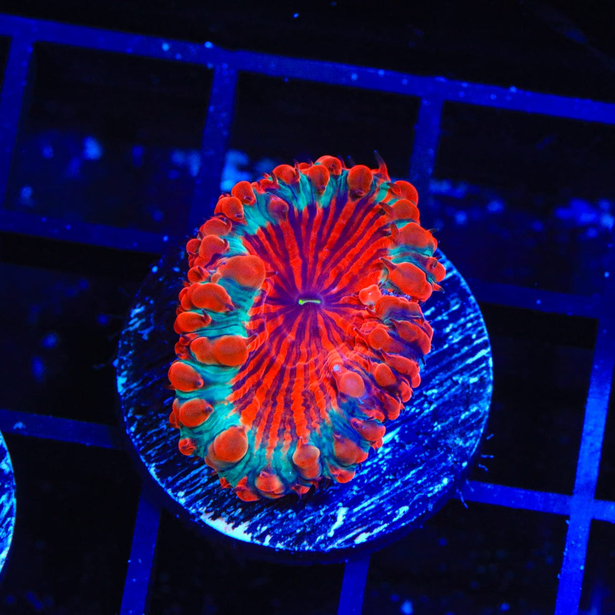 Cherry Pie Blastomussa Coral