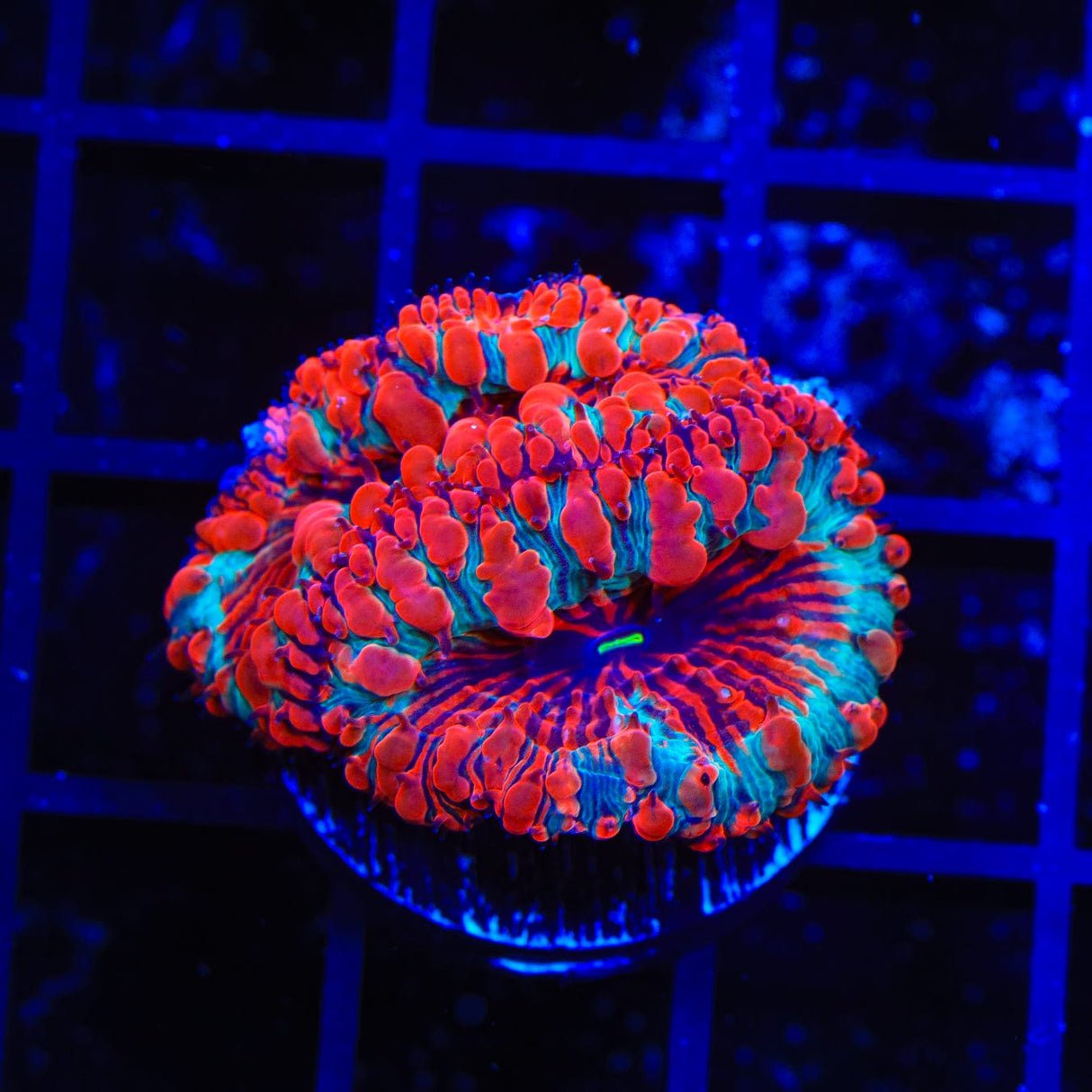 Cherry Pie Blastomussa Coral