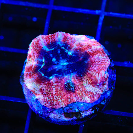 Cherry Pie Bowerbanki Coral