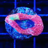 Cherry Pie Bowerbanki Coral