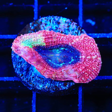 Cherry Pie Bowerbanki Coral