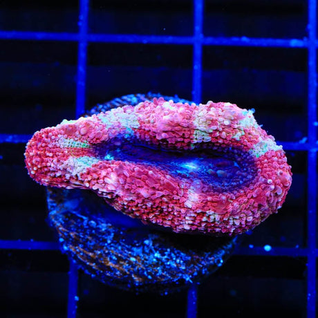 Cherry Pie Bowerbanki Coral