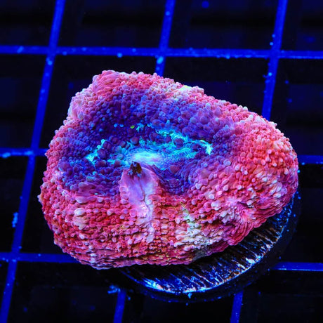 Cherry Pie Bowerbanki Coral