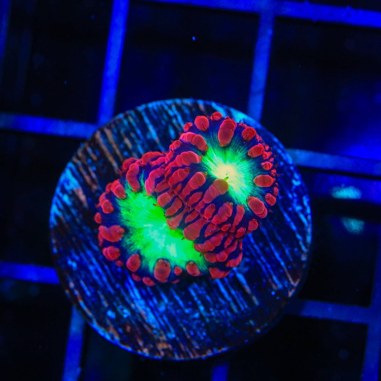 Cherrymelon Blastomussa Coral