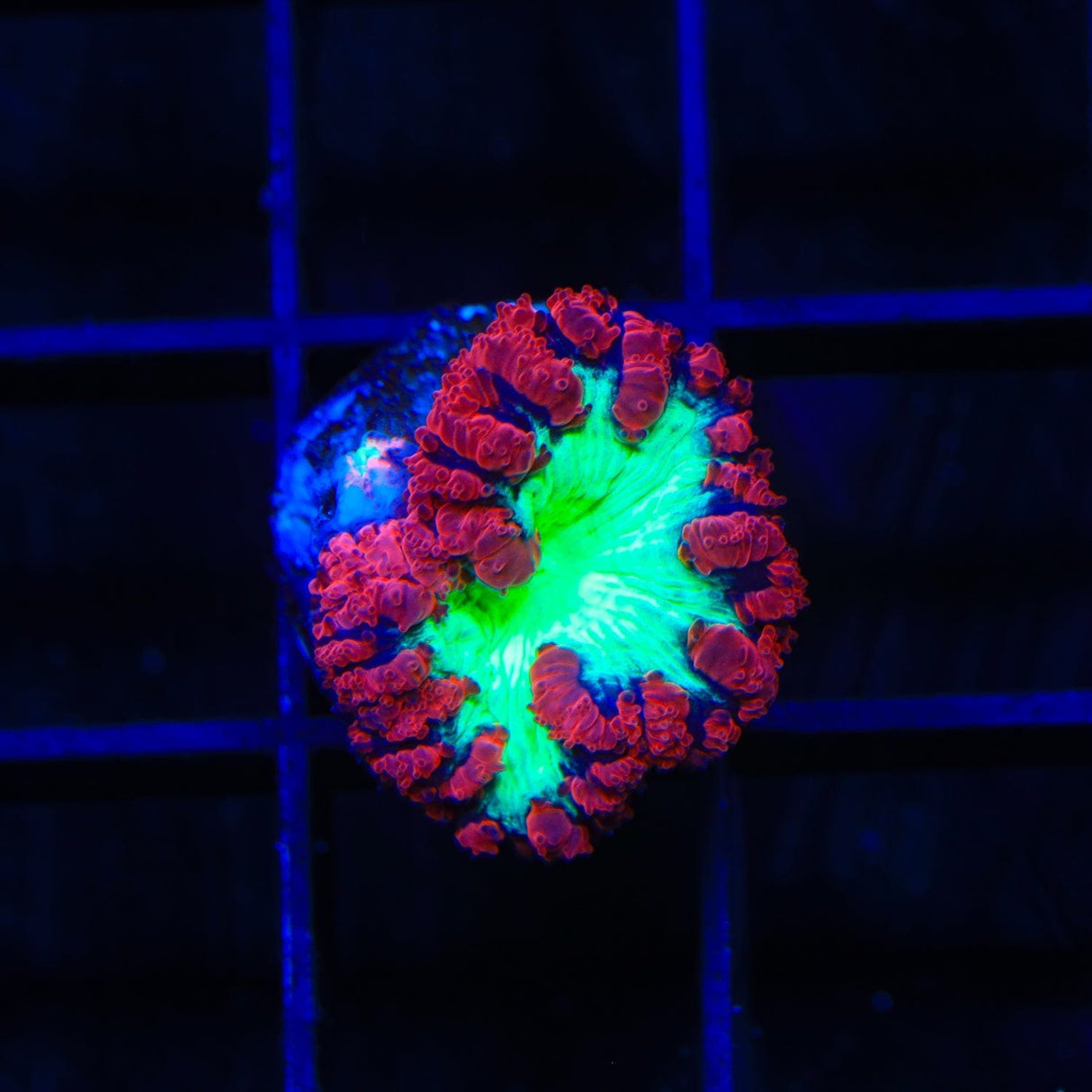 Cherrymelon Blastomussa Coral