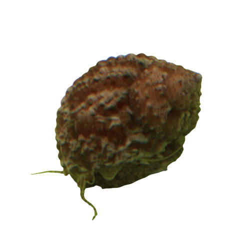 Chestnut Snail – Gastropoda sp.