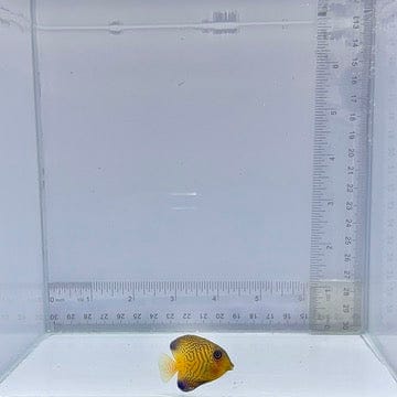 Chevron Tang (Ctenochaetus hawaiiensis)