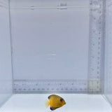 Chevron Tang (Ctenochaetus hawaiiensis)