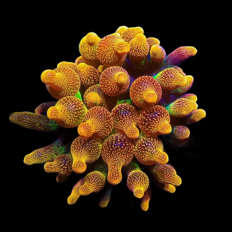 Chicago Sunburst Anemone Medium