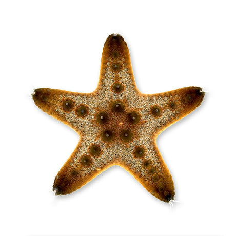 Granulated Starfish – Asteroidea sp.