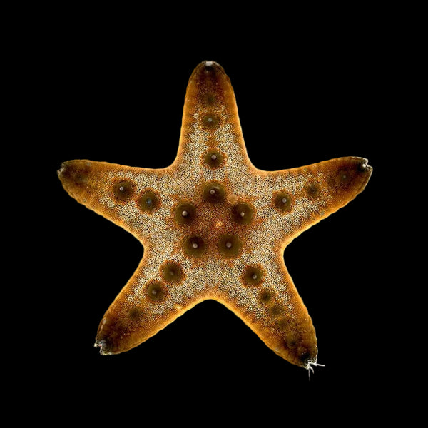 Chocolate Chip Starfish – Protoreaster nodosus