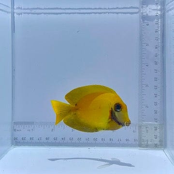 Chocolate Mimic Tang Fish