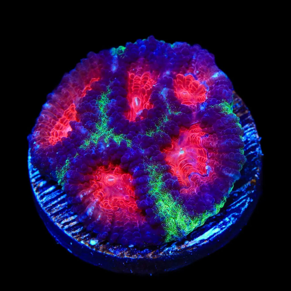 Christmas Favia Coral