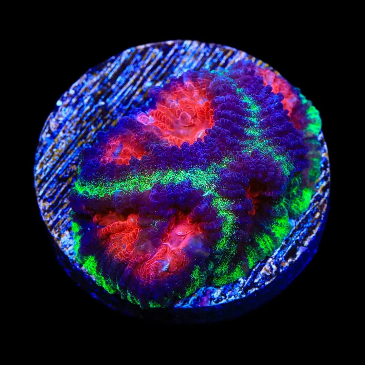 Christmas Favia Coral