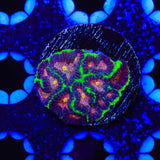 Christmas Favia Coral