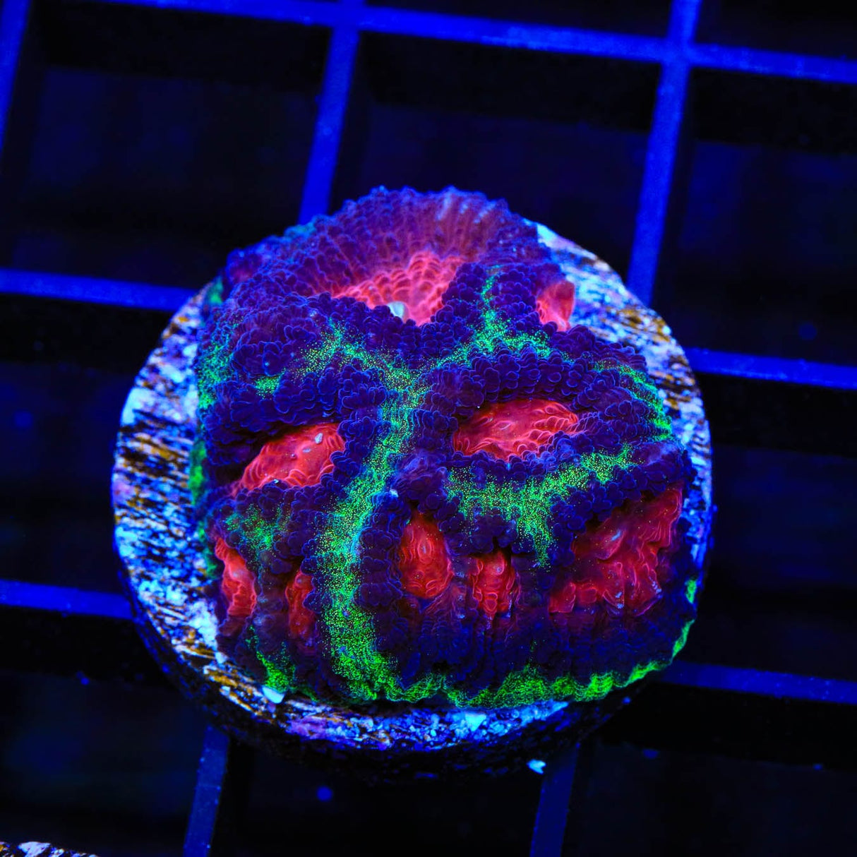 Christmas Favia Coral