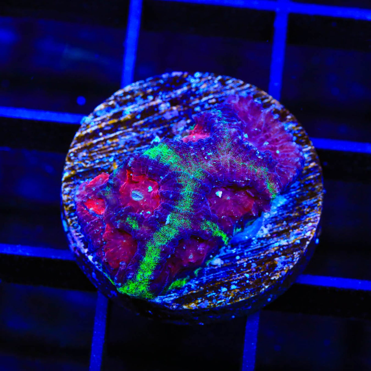 Christmas Favia Coral