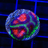Christmas Favia Coral