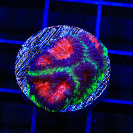 Christmas Favia Coral