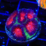 Christmas Favia Coral