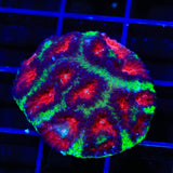 Christmas Favia Coral