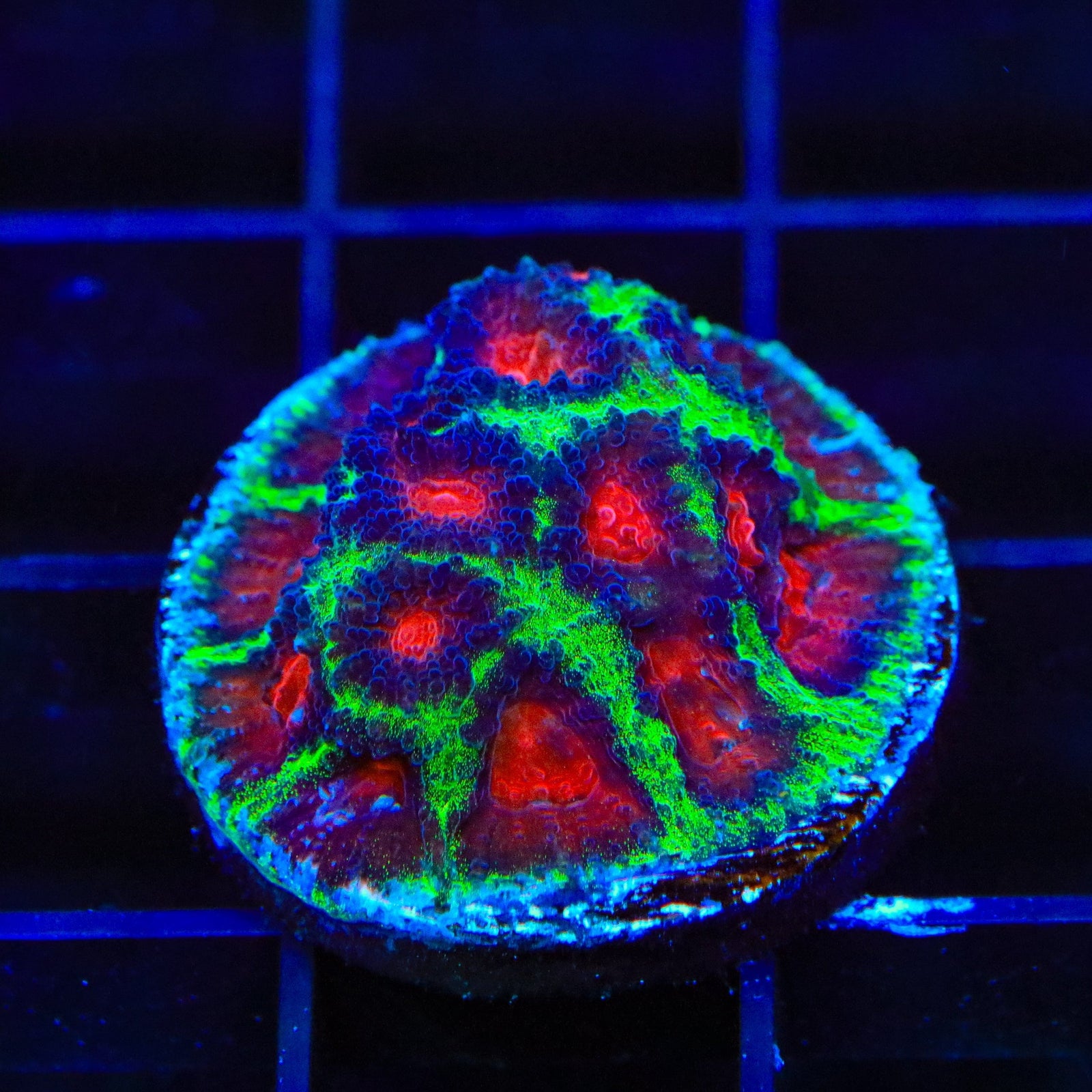 Christmas Favia Coral