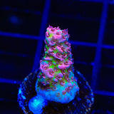 Christmas Mirabilis Acropora Coral
