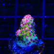 Christmas Mirabilis Acropora Coral