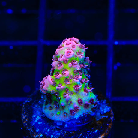 Christmas Mirabilis Acropora Coral