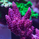 Christmas Mirabilis Acropora Coral