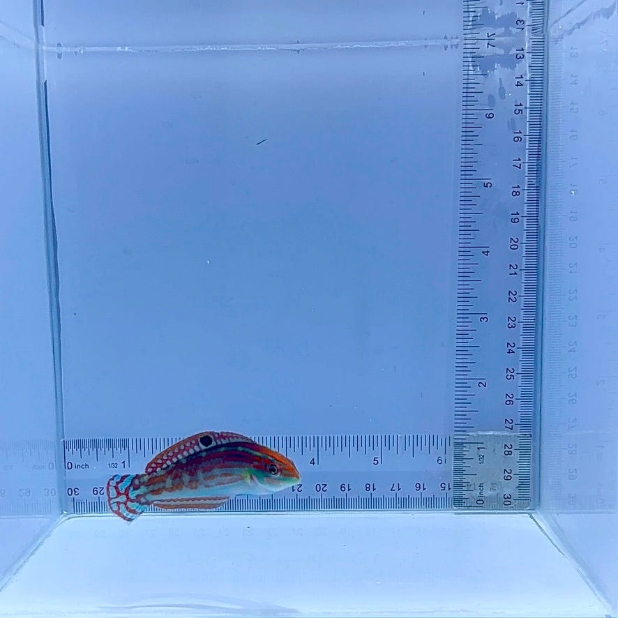 Christmas Wrasse