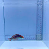 Christmas Wrasse