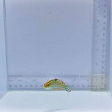 Christmas Wrasse (Halichoeres claudia)