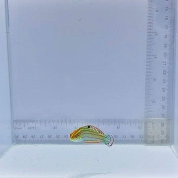 Christmas Wrasse (Halichoeres claudia)