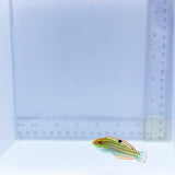 Christmas Wrasse (Halichoeres claudia)