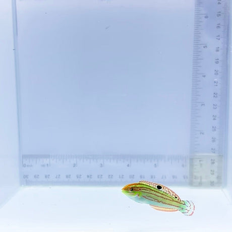 Christmas Wrasse (Halichoeres claudia)