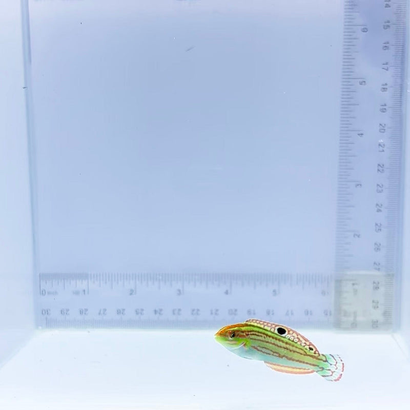 Christmas Wrasse (Halichoeres claudia)