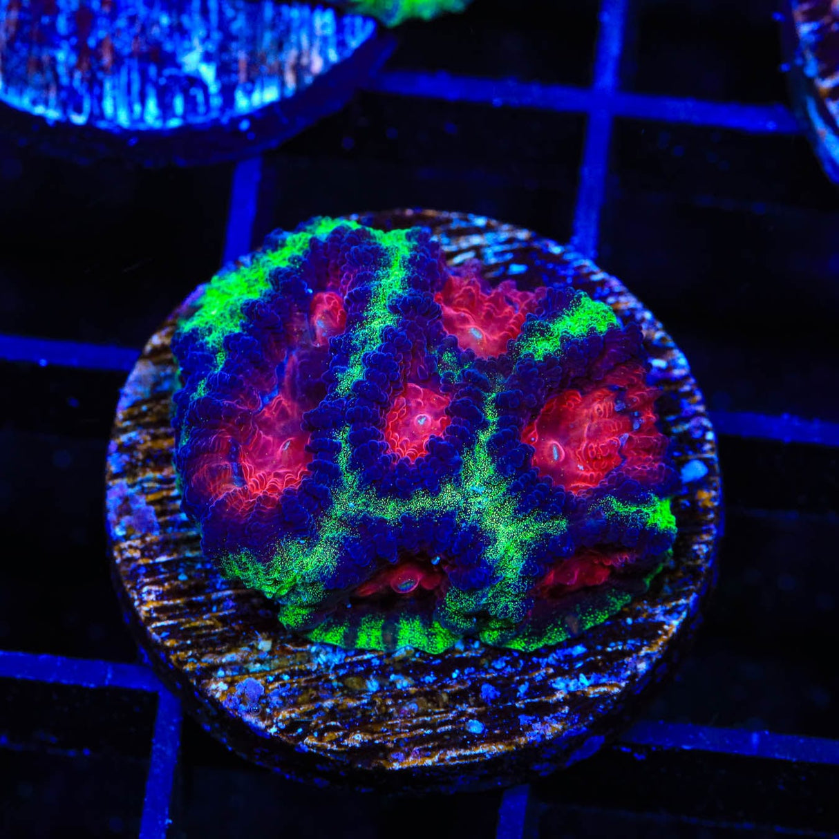 Christmast Favia Coral