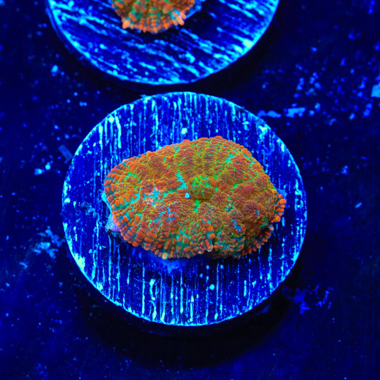 Cinnamon Apple Rhodactis Mushroom Coral