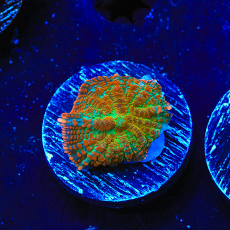 Cinnamon Apple Rhodactis Mushroom Coral